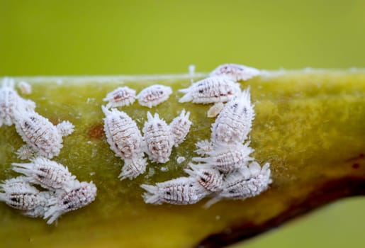 Mealybug, macro - close-up