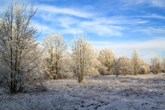 Trees covered in hoarfrost in a cold winter landscape.