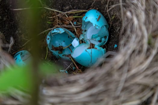 A robbed nest of a song thrush.