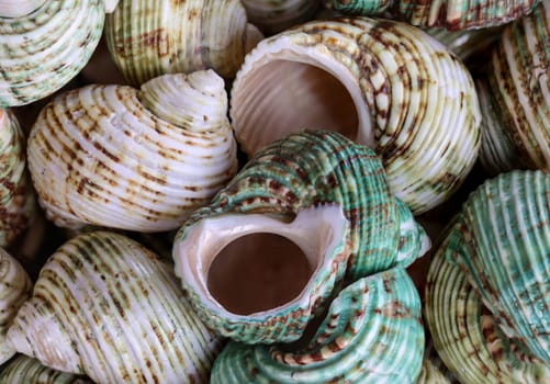 A wallpaper or a texture with sea shells, sea snails. Beautiful shellfish.