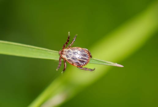 A tick, a wood tick on a piece of grass.