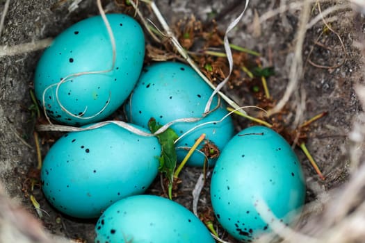 Five blue eggs of a song thrush lie in a bird's nest.