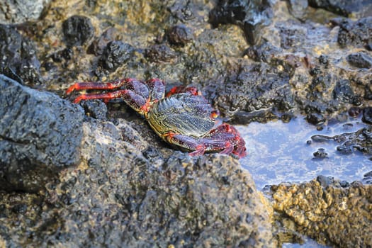 A red cliff crab or red rock crab on a rock by the sea.
