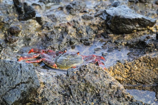 A red cliff crab or red rock crab on a rock by the sea.