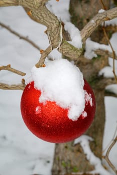 A bright red ball covered in snow on an outdoor tree at Christmas time.
