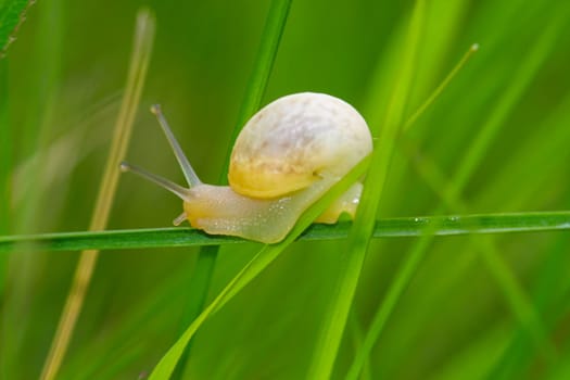 A small yellow snail on a blade of grass.