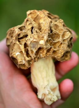 Details of a morel. Morels are mushrooms.