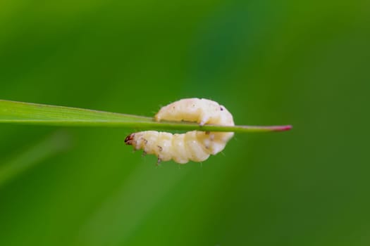 The yellow caterpillar of a butterfly on a blade of grass.