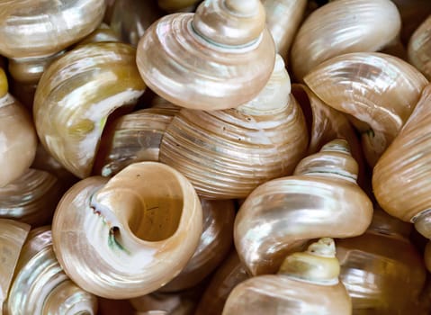 A wallpaper or a texture with sea shells, sea snails. Beautiful shellfish.