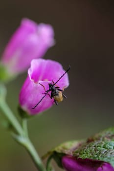 The beautiful flowers of a purple foxglove, even with an insect on it.
