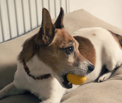 Cute older Jack Russell Terrier with his beloved chew ball in his basket. Always keep your inner child and your joy of playing. Happy pets concept