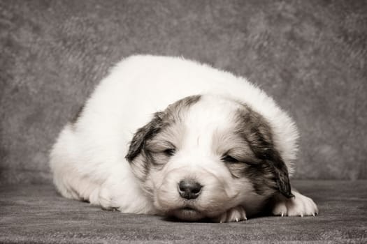 The cute white sheperd puppy is lying down on gray background.