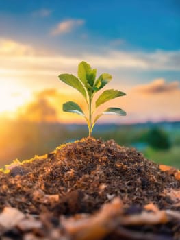 Tiny plant growing out compost soil on the top of a heap sunlit by soft morning light. Spring germination, eco farming and agriculture concept