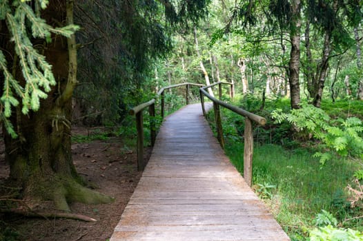 Wooden path to the Carpathian birch forest in the red moor in the high Rhön, Hesse, Germany