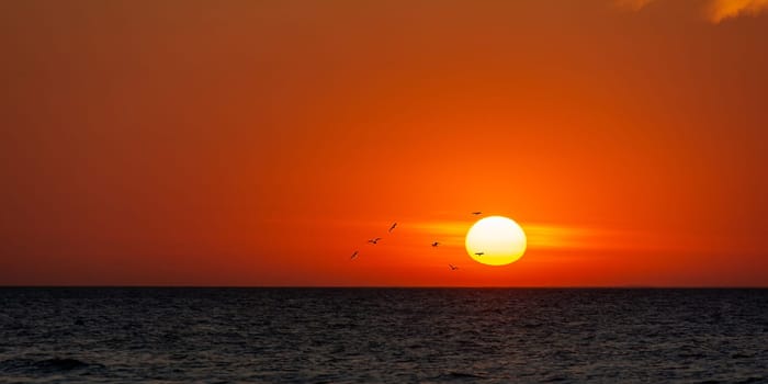 Orang - red sunset over the ocean with seagulls