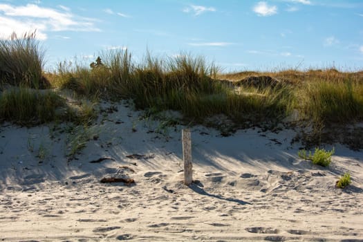 Dune grass on a sand beach with a blue sky