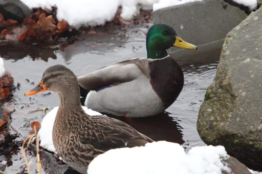 The mallard or wild duck (Anas platyrhynchos) is a dabbling duck which breeds throughout the temperate and subtropical Americas, Eurasia, and North Africa