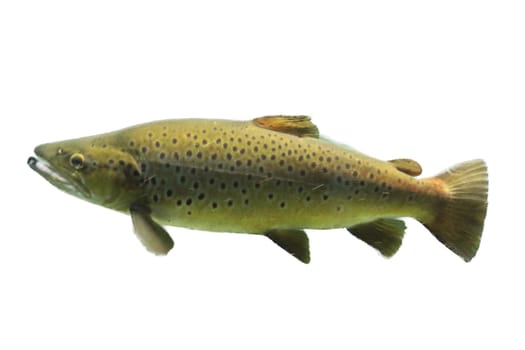 The Atlantic salmon (Salmo salar) is a species of ray-finned fish in the family Salmonidae. It is found in the northern Atlantic Ocean