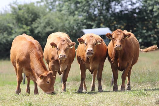 A herd with four brown cows, on the pasture