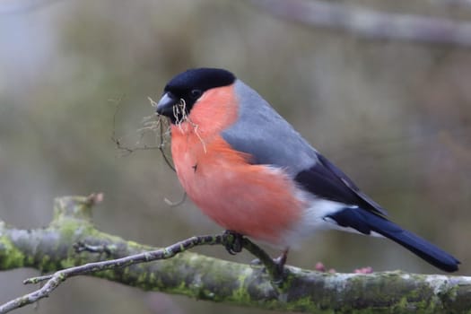 The Eurasian bullfinch, common bullfinch or bullfinch (Pyrrhula pyrrhula) is a small passerine bird in the finch family Fringillidae