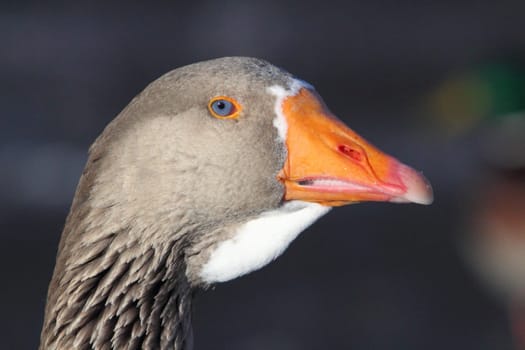 Geese are waterfowl of the family Anatidae. This group comprises the genera Anser (the grey geese) and Branta (the black geese)