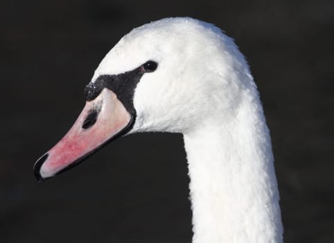 The mute swan (Cygnus olor) is a species of swan and a member of the waterfowl family Anatidae