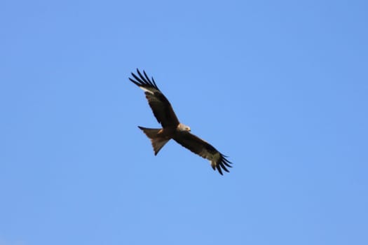 A bird of prey draws its circles, blue skies in the background