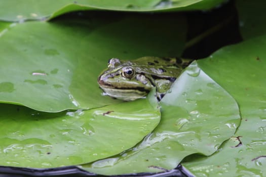 Pelophylax is a genus of true frogs widespread in Eurasia, with a few species ranging into northern Africa