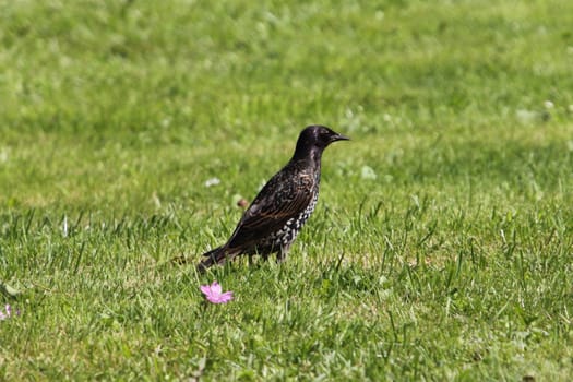 The common starling (Sturnus vulgaris), also known as the European starling, or in the British Isles just the starling, is a medium-sized passerine bird in the starling family