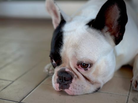 close up view. French bulldog sit and looking,