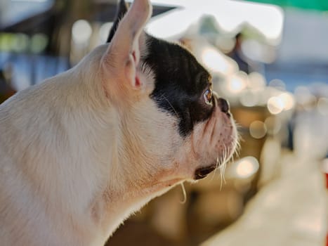 French bulldog sit and looking,close up
