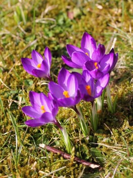 Crocus (English plural: crocuses or croci) is a genus of flowering plants in the iris family comprising 90 species of perennials growing from corms