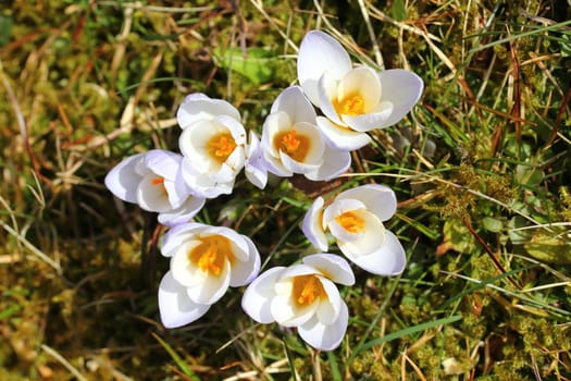 Crocus (English plural: crocuses or croci) is a genus of flowering plants in the iris family comprising 90 species of perennials growing from corms