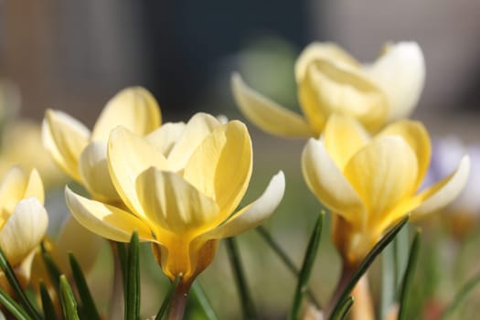 Crocus (English plural: crocuses or croci) is a genus of flowering plants in the iris family comprising 90 species of perennials growing from corms