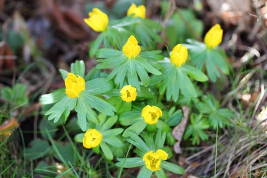 Eranthis hyemalis is a species of flowering plant in the buttercup family Ranunculaceae, native to calcareous woodland habitats in France, Italy and the Balkans and widely naturalised elsewhere in Europe