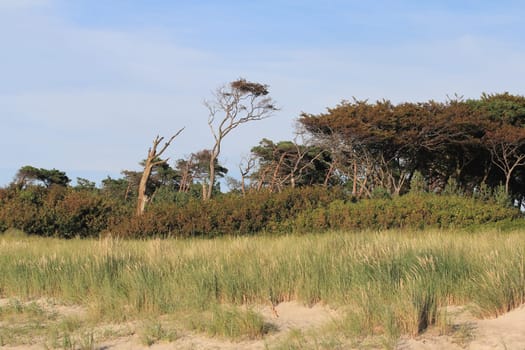 The Western Pomerania Lagoon Area National Park (Nationalpark Vorpommersche Boddenlandschaft) is Mecklenburg-Vorpommern's largest national park, situated at the coast of the Baltic Sea