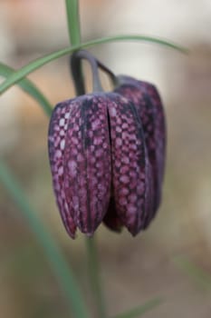 Fritillaria meleagris is a Eurasian species of flowering plant in the lily family. Its common names include snake's head fritillary, snake's head
