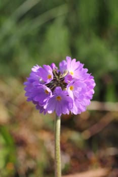 Primula denticulata, the drumstick primrose, is a species of flowering plant in the family Primulaceae, native to moist alpine regions of Asia, from Afghanistan to south eastern Tibet, Burma and China