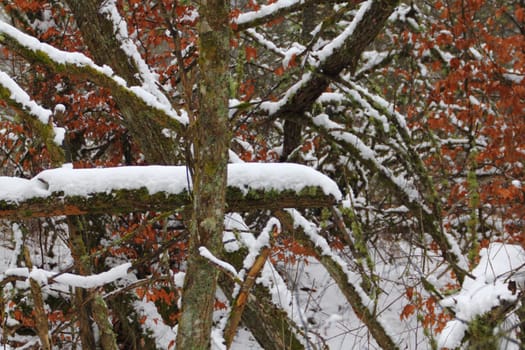 Winter forest with snow and leafless trees