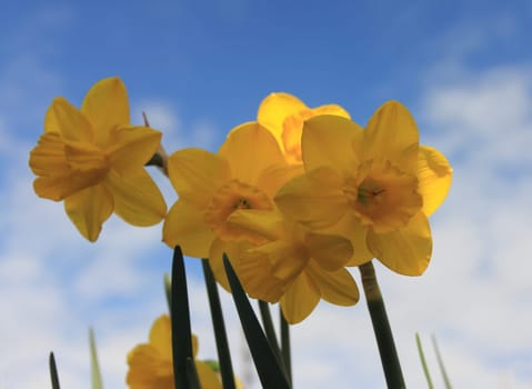 Narcissus pseudonarcissus (commonly known as wild daffodil or Lent lily) is a perennial flowering plan
