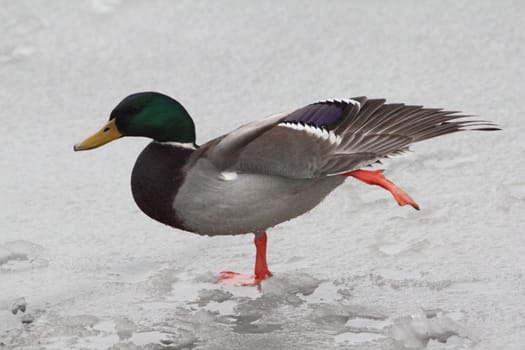 The mallard or wild duck (Anas platyrhynchos) is a dabbling duck which breeds throughout the temperate and subtropical Americas, Eurasia, and North Africa