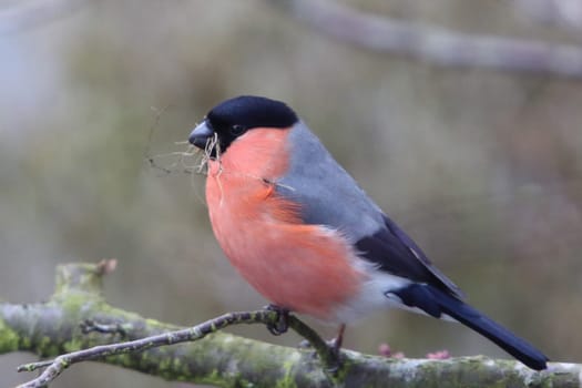 The Eurasian bullfinch, common bullfinch or bullfinch (Pyrrhula pyrrhula) is a small passerine bird in the finch family Fringillidae
