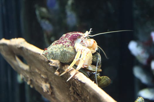 Hermit crabs are decapod crustaceans of the superfamily Paguroidea