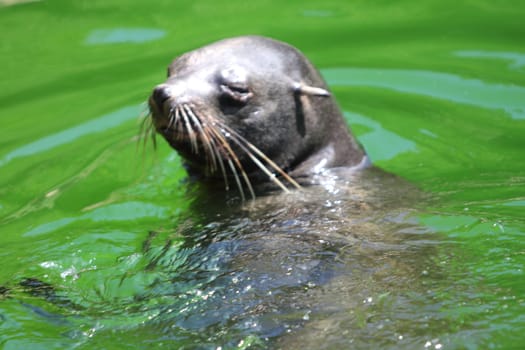 The brown fur seal (Arctocephalus pusillus), also known as the Cape fur seal, South African fur seal and the Australian fur seal is a species of fur seal