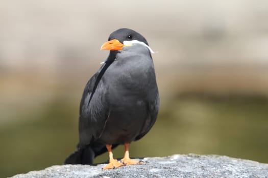 the Inca tern (Larosterna inca) is a tern in the family Laridae