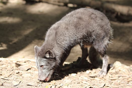 The Arctic fox (Vulpes lagopus), also known as the white fox, polar fox, or snow fox, is a small fox native to the Arctic regions of the Northern Hemisphere and common throughout the Arctic tundra biome
