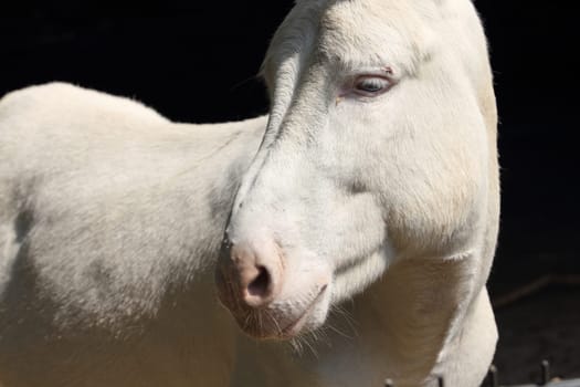 The donkey or ass (Equus africanus asinus) is a domesticated member of the horse family, Equidae. The wild ancestor of the donkey is the African wild ass