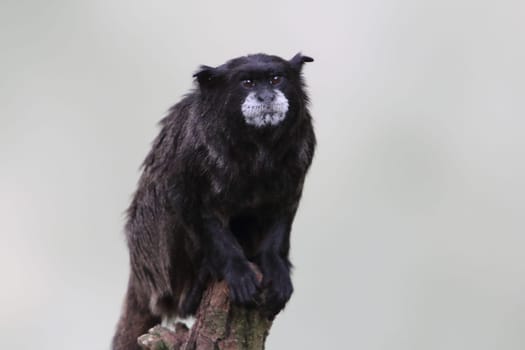 The black-mantled tamarin, Saguinus nigricollis, is a species of tamarin from the northwestern Amazon in far western Brazil, southeastern Colombia and northeastern Peru