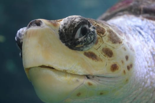 The loggerhead sea turtle (Caretta caretta), or loggerhead, is an oceanic turtle distributed throughout the world. It is a marine reptile, belonging to the family Cheloniidae.