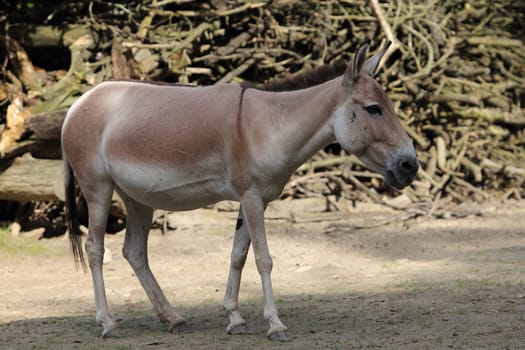 The onager (Equus hemionus), also known as hemione or Asiatic wild ass, is a species of the family Equidae (horse family) native to Asia